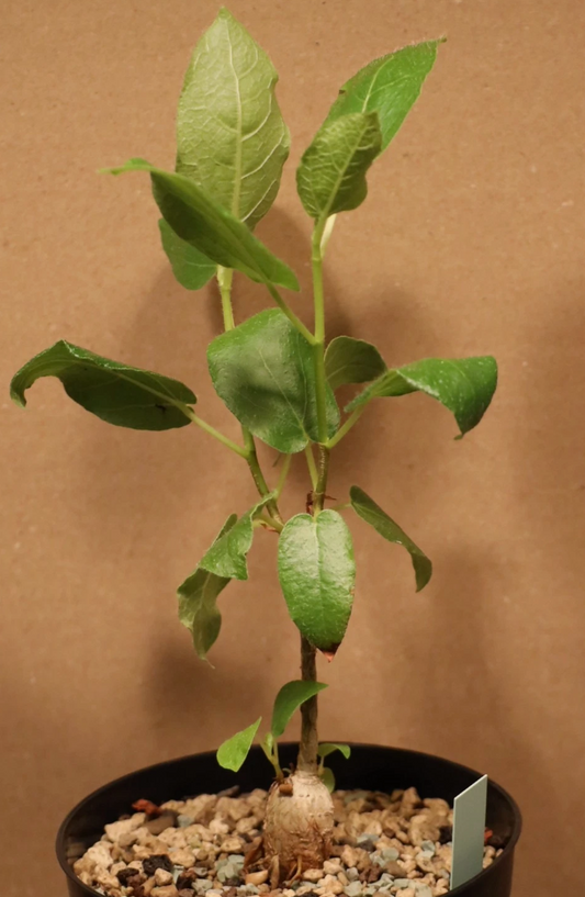 Ficus glumosa 10 Pieces Seeds