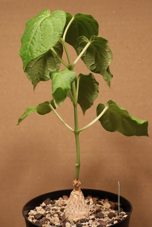 Matelea Cyclophylla 5 Pieces Seeds