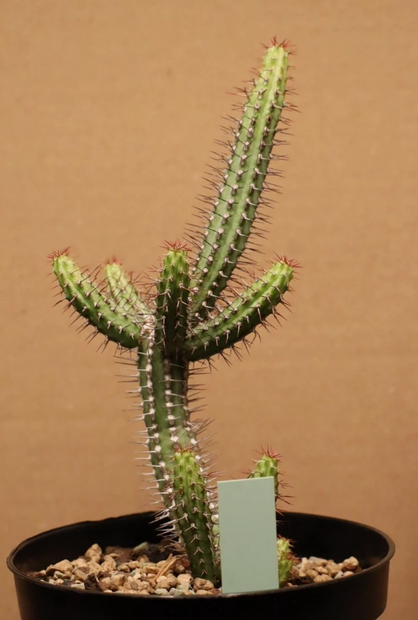 Euphorbia baioensis 7 Pieces Seeds