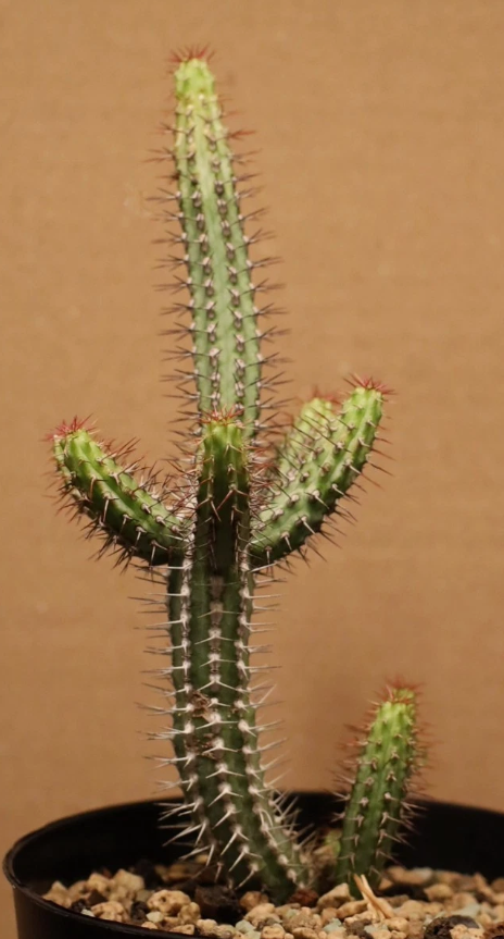 Euphorbia baioensis 7 Pieces Seeds