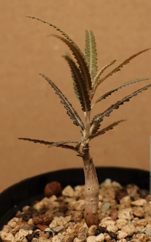 Boswellia elongata 6 Pieces Seeds