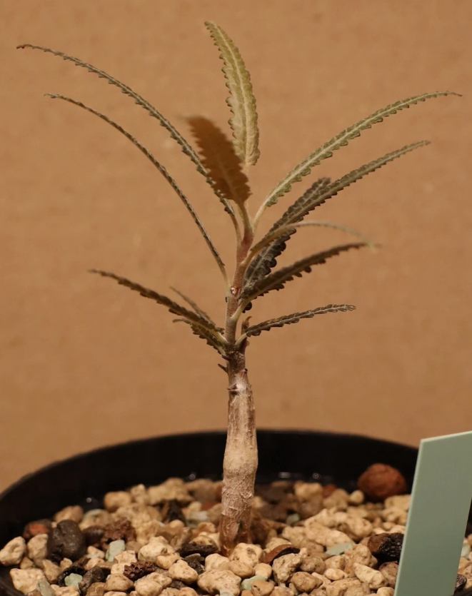 Boswellia elongata 6 Pieces Seeds