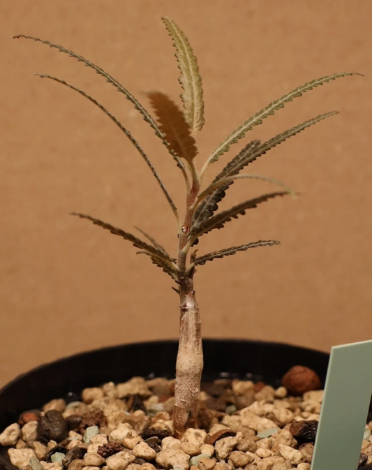 Boswellia elongata 6 Pieces Seeds