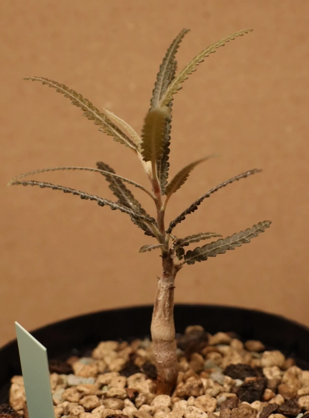 Boswellia elongata 6 Pieces Seeds