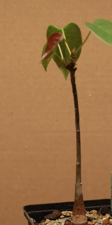 Pseudobombax ellipticum 5 Pieces Seeds