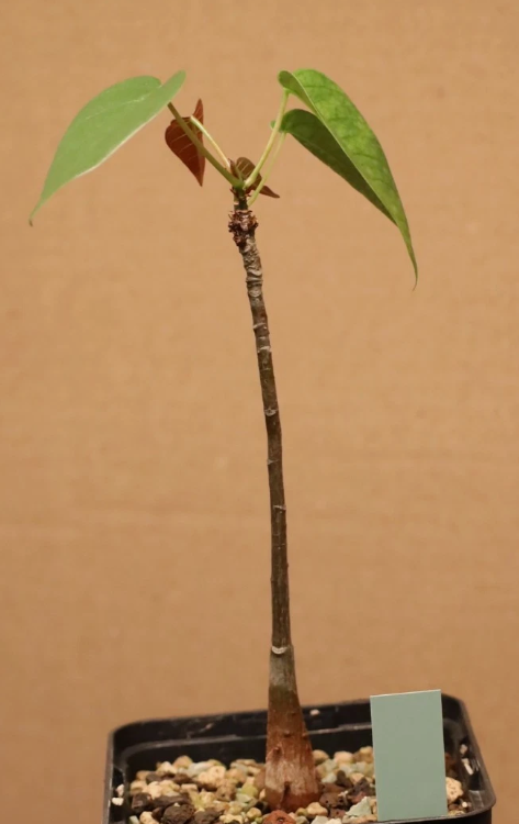 Pseudobombax ellipticum 5 Pieces Seeds