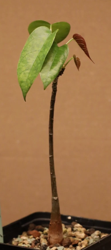 Pseudobombax ellipticum 5 Pieces Seeds