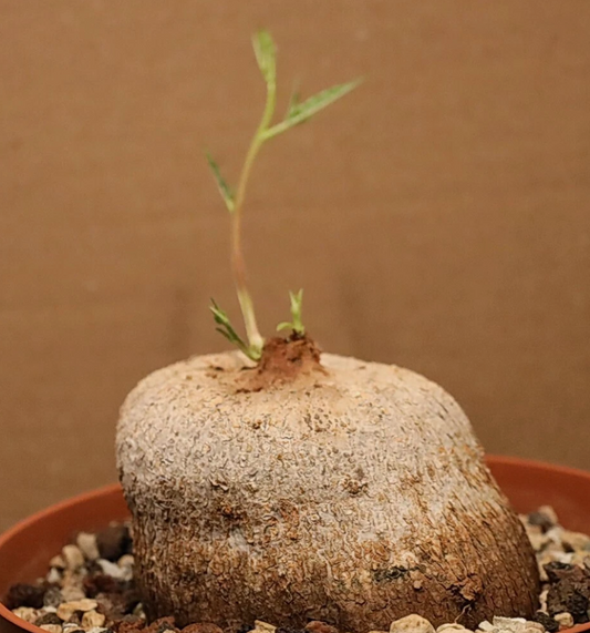 Merremia tuberosa 3 Pieces Seeds
