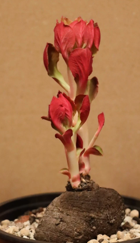 Monadenium globosum 5 Pieces Seeds