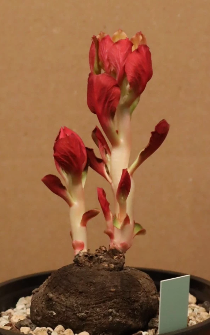 Monadenium globosum 5 Pieces Seeds