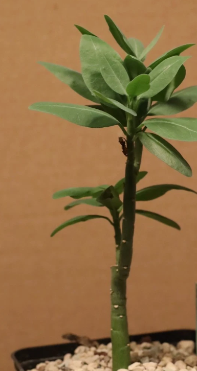 Adenia pechuelii 4 Pieces Seeds