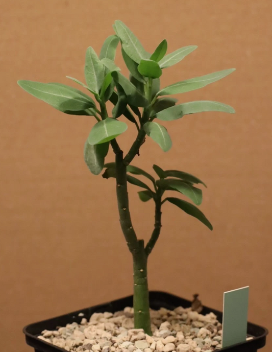 Adenia pechuelii 4 Pieces Seeds