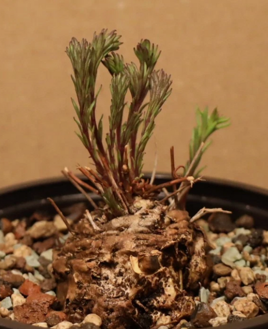 Aeollanthus subacaulis v. linearis 6 Pieces Seeds