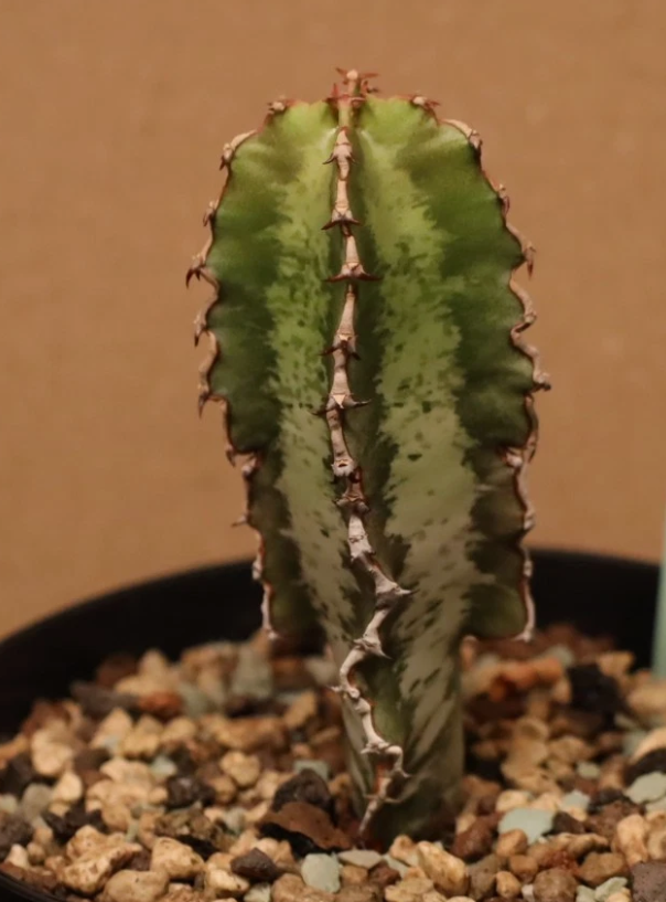 Euphorbia robecchii 10 Pieces Seeds