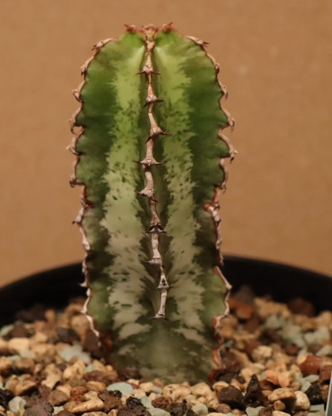 Euphorbia robecchii 10 Pieces Seeds