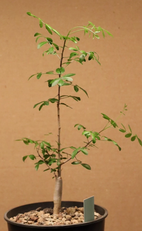 Commiphora humbertii 10 Pieces Seeds