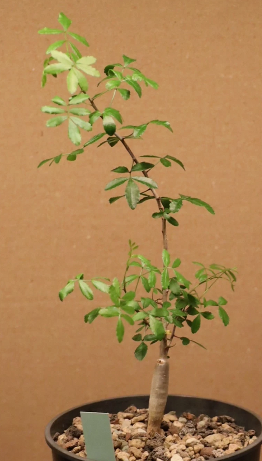 Commiphora humbertii 10 Pieces Seeds