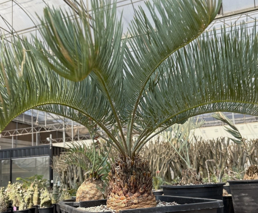 Cycas cairnsiana 3 Pieces Seeds