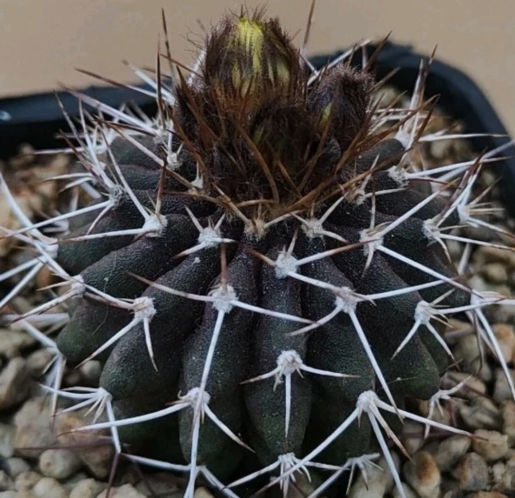 Uebelmannia buiningii 10 Pieces Seeds