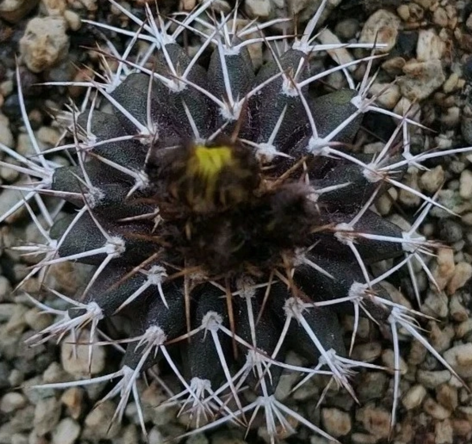 Uebelmannia buiningii 10 Pieces Seeds