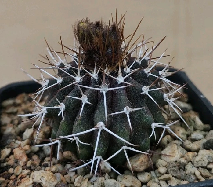 Uebelmannia buiningii 10 Pieces Seeds