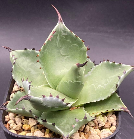 Agave salomonii 10 Pieces Seeds