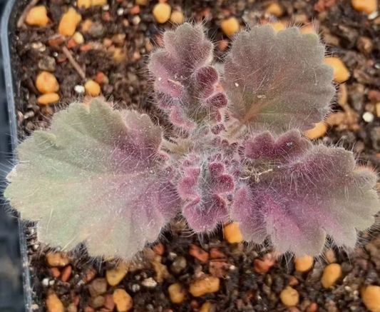 Pelargonium curviandrum 3 Pieces Seeds