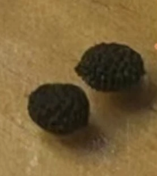 Adenia Ovata 6 Pieces Seeds