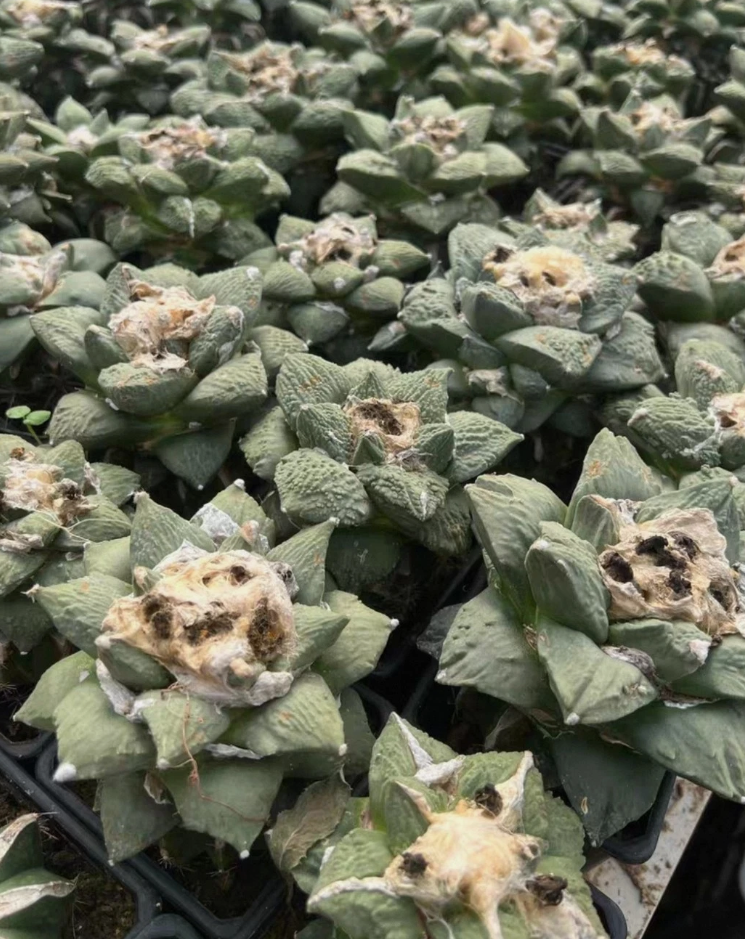 Ariocarpus Godzilla hybrid 10 Pieces Seeds