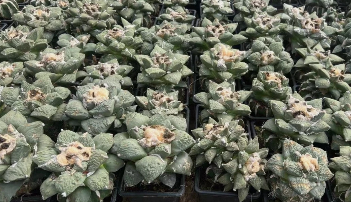 Ariocarpus Godzilla hybrid 10 Pieces Seeds
