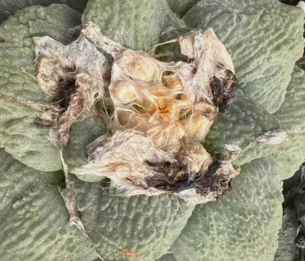 Ariocarpus Godzilla hybrid 10 Pieces Seeds