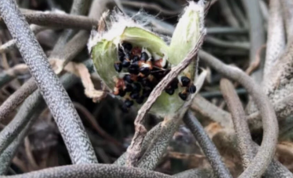 Astrophytum caput-medusae 10 Pieces Seeds