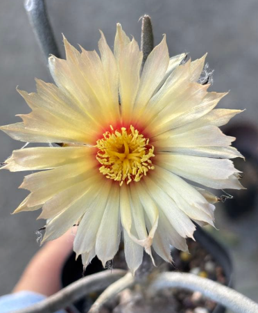 Astrophytum caput-medusae 10 Pieces Seeds