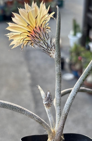 Astrophytum caput-medusae 10 Pieces Seeds