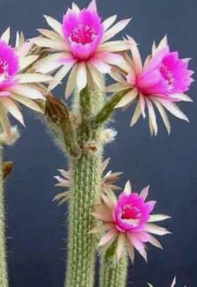 Arthrocereus rondonianus 10 Pieces Seeds