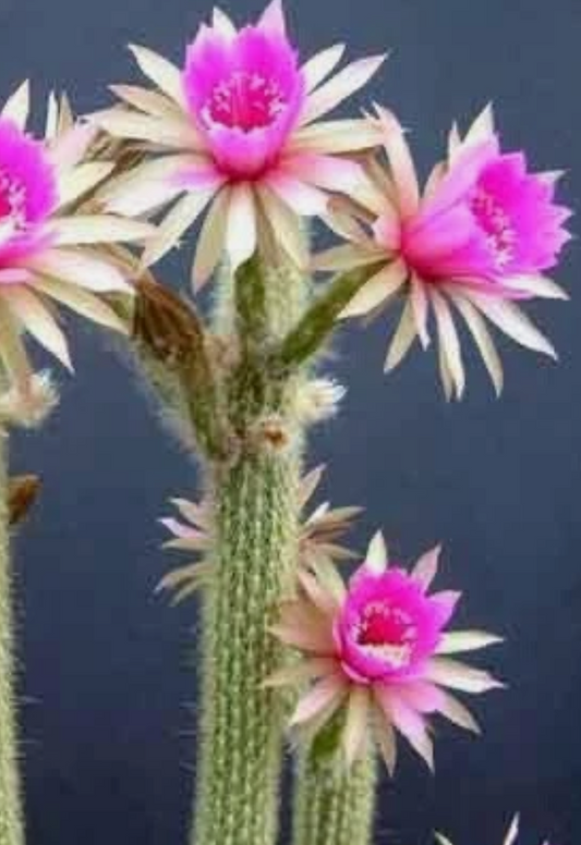 Arthrocereus rondonianus 10 Pieces Seeds