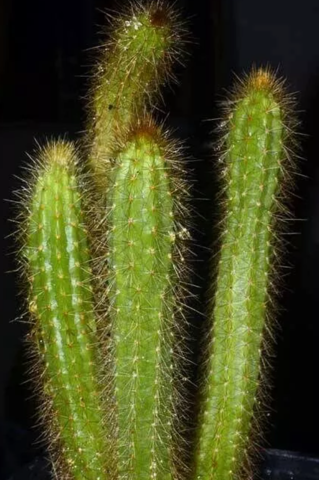 Arthrocereus rondonianus 10 Pieces Seeds