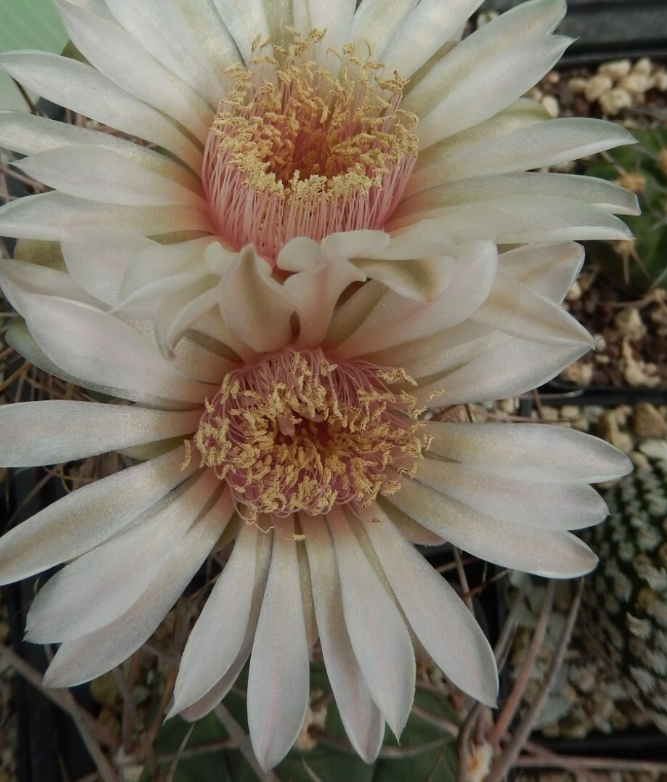 Gymnocalycium guanchinense 10 Pieces Seeds