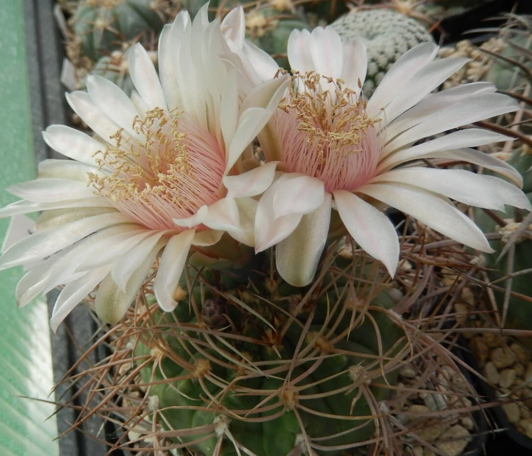 Gymnocalycium guanchinense 10 Pieces Seeds