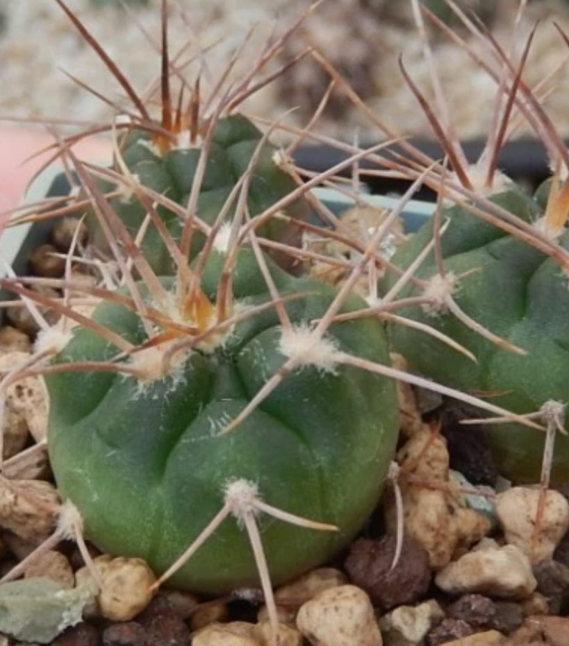 Gymnocalycium guanchinense 10 Pieces Seeds
