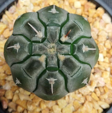 Gymnocalycium bodenbenderianum 10 Pieces Seeds