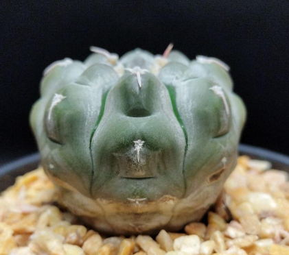 Gymnocalycium bodenbenderianum 10 Pieces Seeds