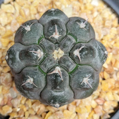 Gymnocalycium bodenbenderianum 10 Pieces Seeds