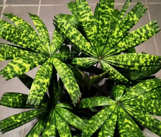 Licuala mattanensis "Mapu" 5 Pieces Seeds