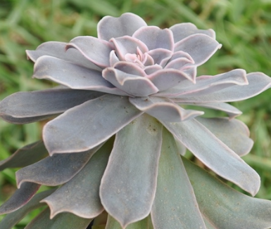 Echeveria eurychlamys 10 Pieces Seeds