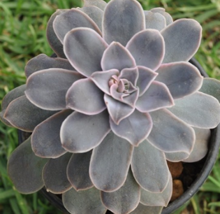 Echeveria eurychlamys 10 Pieces Seeds