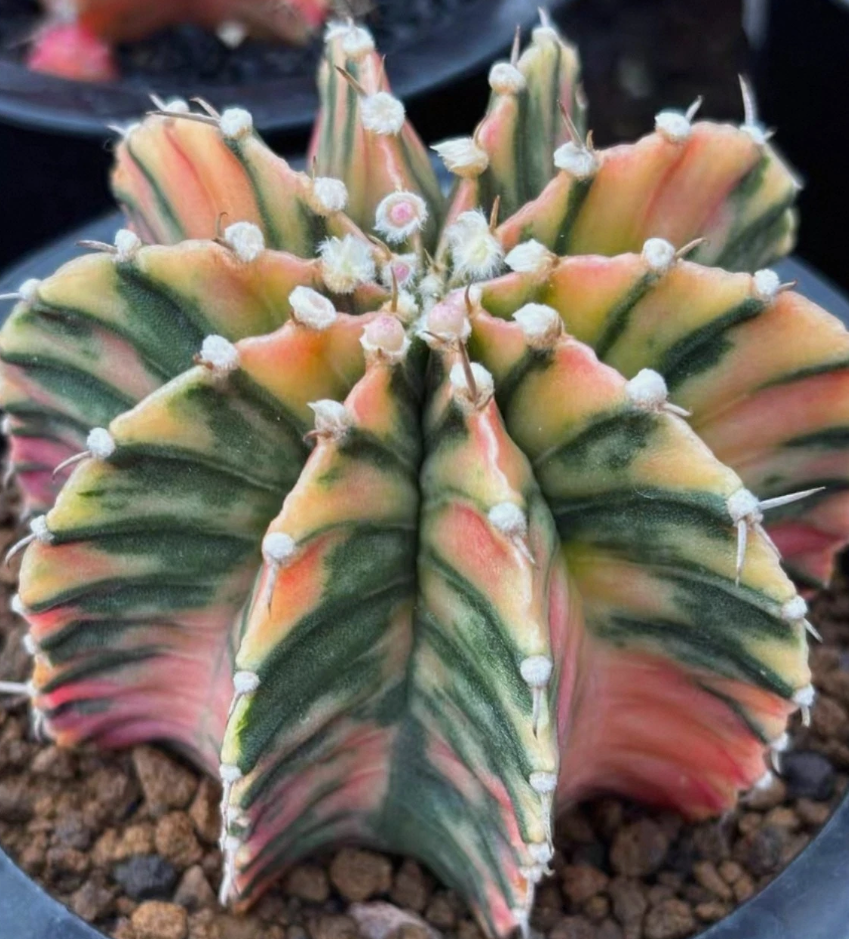 Gymnocalycium stenopleurum 10 Pieces Seeds