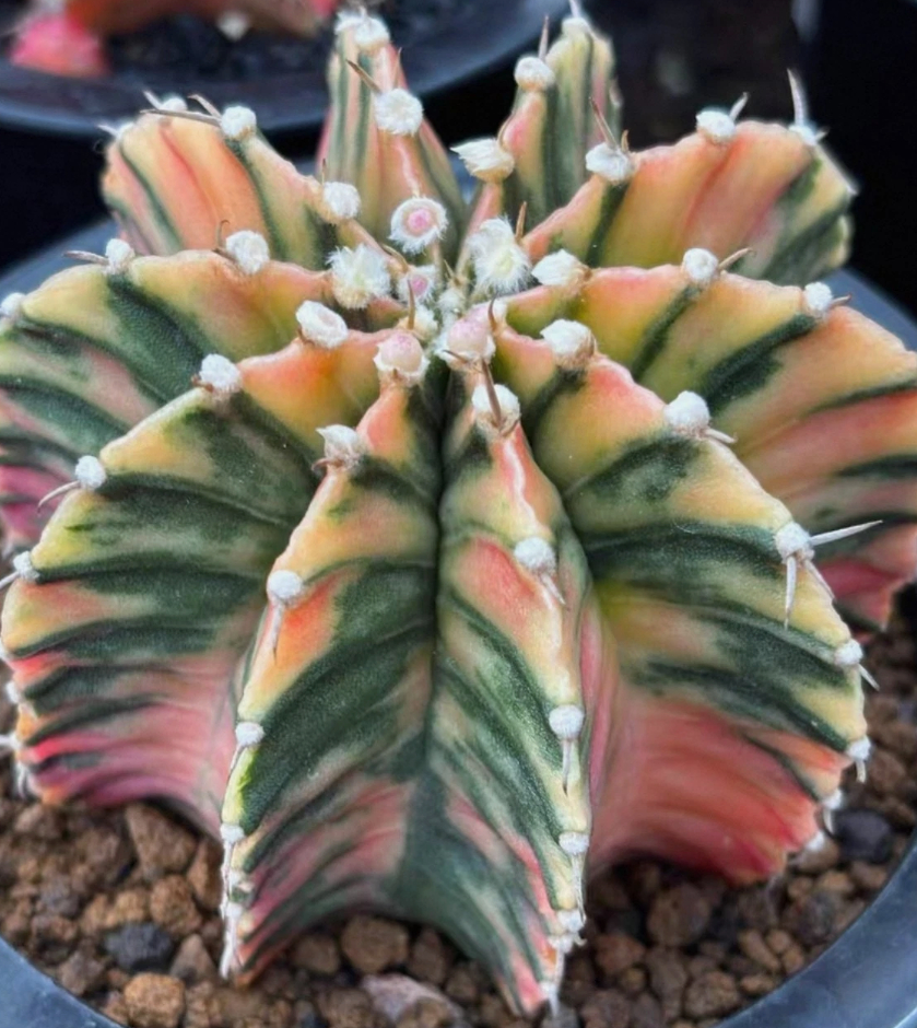 Gymnocalycium stenopleurum 10 Pieces Seeds