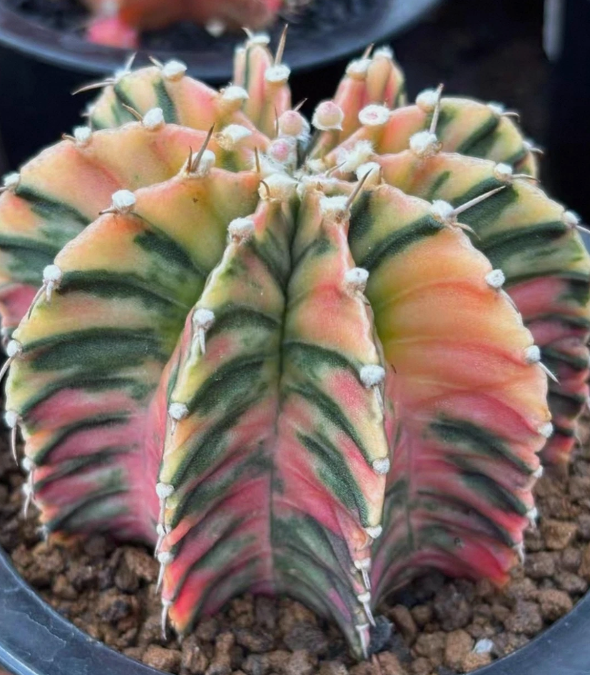 Gymnocalycium stenopleurum 10 Pieces Seeds