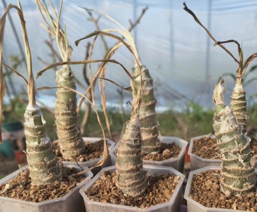 Trachyandra saltii 10 Pieces Seeds
